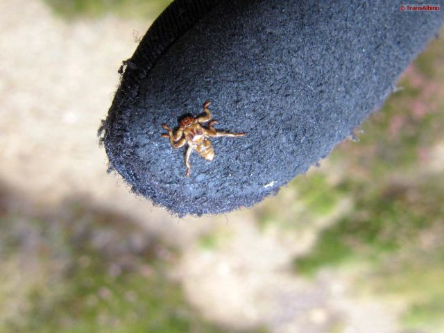 ta-lexikon Hirschlausfliege